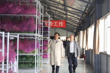 調(diào)研百草莊園國家生態(tài)原產(chǎn)地保護產(chǎn)品——“夢之草”保真花卉生產(chǎn)加工及新技術(shù)研究